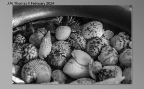 Macro Shells Feb 2024-29.jpg